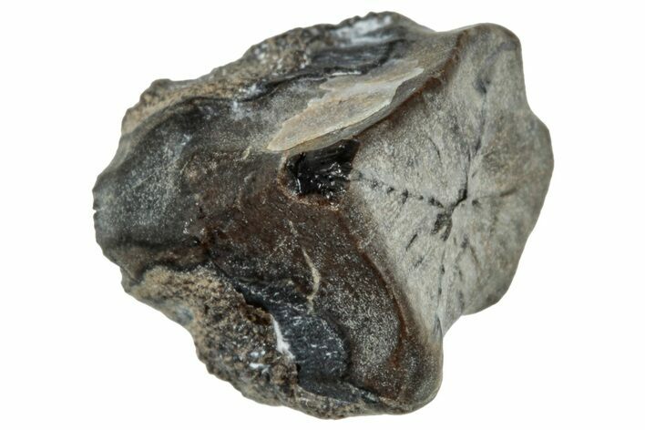 Fossil Dinosaur (Triceratops) Shed Tooth - Montana #324159